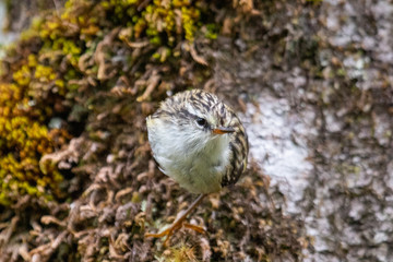 South Island Rifleman in New Zealand