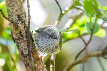 South Island Rifleman in New Zealand