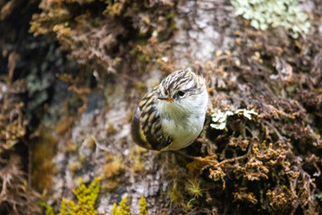 South Island Rifleman in New Zealand