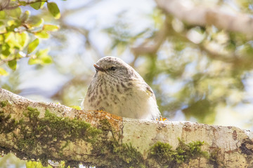 South Island Rifleman in New Zealand