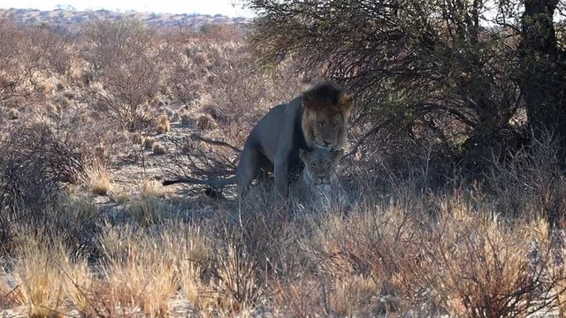 Male and female African Lions mate briefly in shade of an Acacia tree