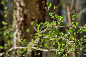 A tree in the forest sprouting beautiful and fresh green leaves in front of a dark background in springtime. Seen in Nuremberg, Germany, April 2019