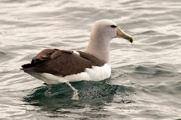 Salvin's Mollymawk Albatross