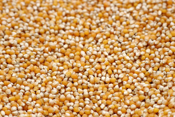 Corn grains harvest, selective focus for background. Dry corn seeds for popcorn
