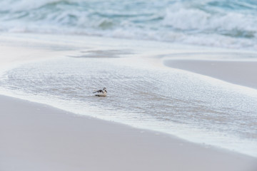 One small sanderling wading bird looking for food shorebird in Santa Rosa Beach, Florida with ocean...