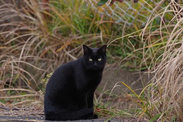 黒猫
