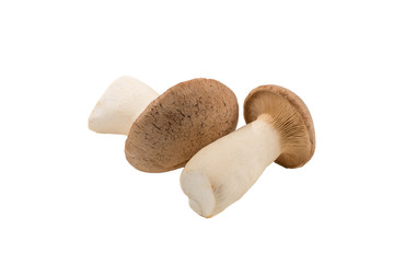 Shitake, eringi  tasty mushroom isolated on white background.