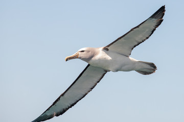 Fototapeta na wymiar Salvin's Mollymawk Albatross