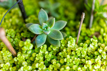 Macro closeup of green succulent plants in pot flowerpot indoor interior inside home decoration gardening showing texture