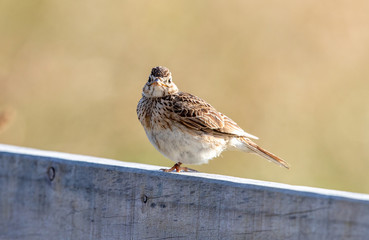 Eurasian Skylark