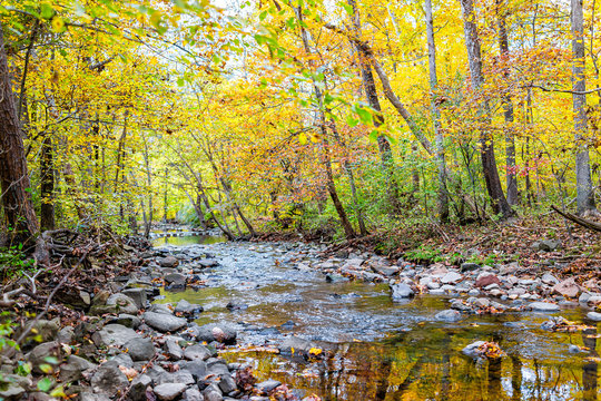 Northern Virginia yellow orange autumn trees view with river in Fairfax County colorful foliage in VA on Sugarland Run Stream Valley Trail