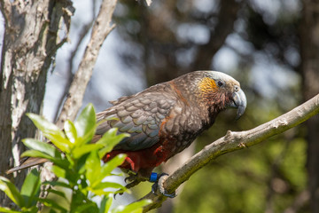 South Island Kaka Parrot in New Zealand