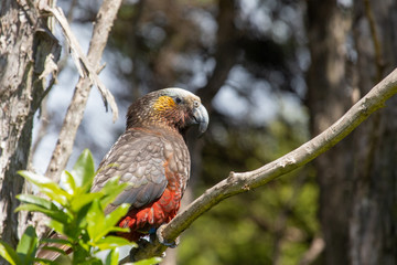 South Island Kaka Parrot in New Zealand