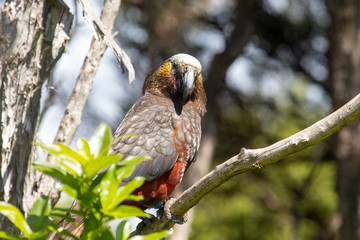 South Island Kaka Parrot in New Zealand