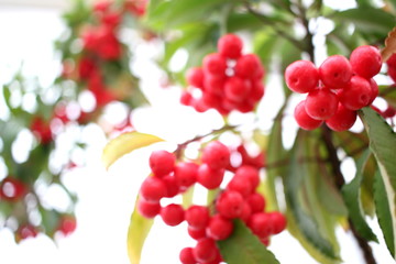 Coveted fruit of an old botanical garden