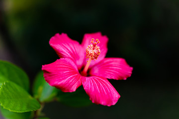 Obraz premium Macro closeup of one vibrant vivid pink hibiscus flower showing detail and texture against black bokeh background with green leaves