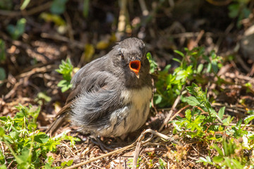 South Island Robin in New Zealand