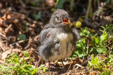 South Island Robin in New Zealand