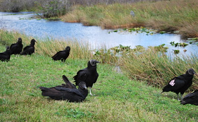 Everglades National Park, Florida