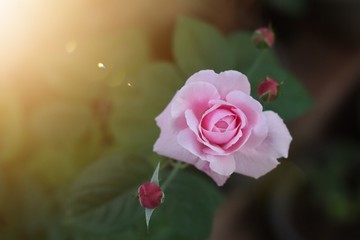 Pink rose bloom in garden. Valentine day or special anniversary day background