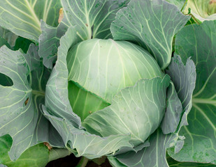Top view of fresh cabbage in the garden.