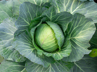 Top view of fresh cabbage in the garden.