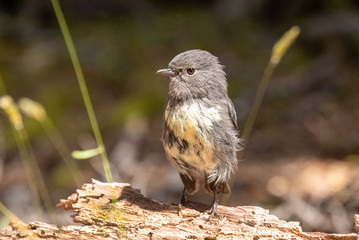 South Island Robin in New Zealand