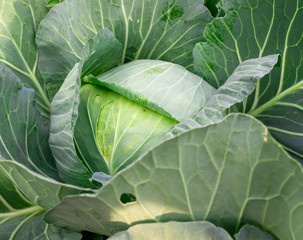 Top view of fresh cabbage in the garden.