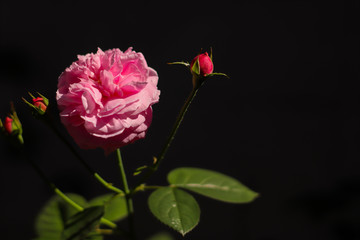 Pink rose bloom in black and dark background. Valentine day or special anniversary day background. Beautiful flower in darkness