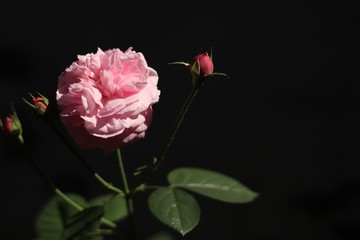 Obraz premium Pink rose bloom in black and dark background. Valentine day or special anniversary day background. Beautiful flower in darkness