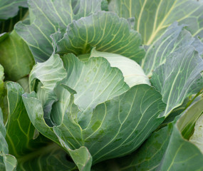 Top view of fresh cabbage in the garden.
