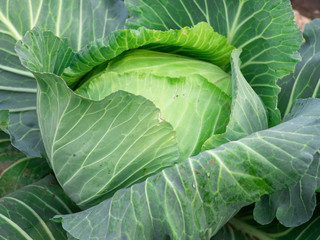 Obraz premium Top view of fresh cabbage in the garden.