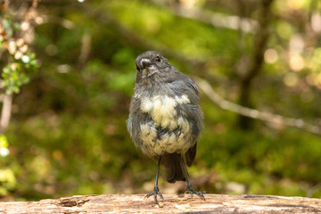 South Island Robin in New Zealand