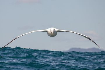 Southern Royal Albatross