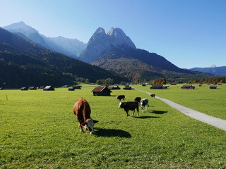 Fototapeta na wymiar Blick zum Waxenstein und Alpspitze mit Kühe
