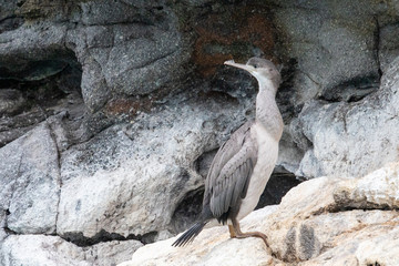 Spotted Shag in New Zealand