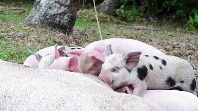 Little pigs just born, drink milk from the mother pig. Sows feed small pigs