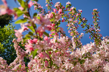 Beautiful bright cherry blossom  tree in the evening in a garden in Nuremberg, Germany, April 2019