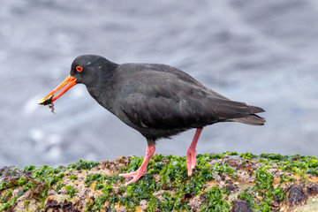 Variable Oystercatcher in New Zealand
