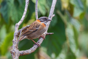 Rufous-collared Sparrow - Zonotrichia capensis, common colored sparrow from Central and South America, Ecuador.