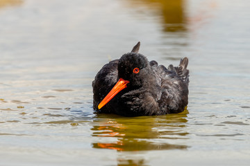 Variable Oystercatcher in New Zealand