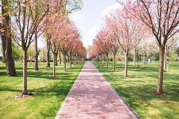 Alley of blooming pink sakura in the park. Sakura Walking Path