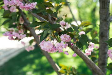 Pink sakura flower close-up. Spring