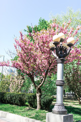 Blooming pink sakura in the park. Lantern among sakura