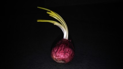 red onion on black background