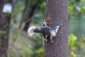 Squirrel in the park of Thailand