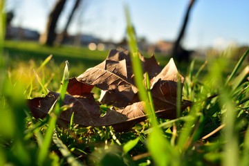 leaf on grass