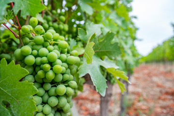 A view of a vineyard; close up bunch of grapes in grape trees.