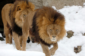 Berberlöwe, Atlaslöwe oder Nubische Löwe, zwei Männchen gehen hintereinander