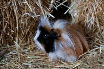 Meerschweinchen  (Cavia porcellus) sitzt im Stroh